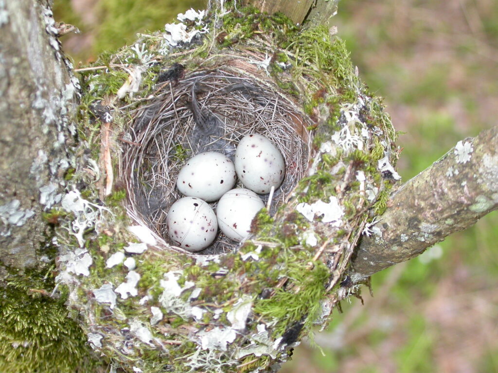 gniazdo zięby z jajami