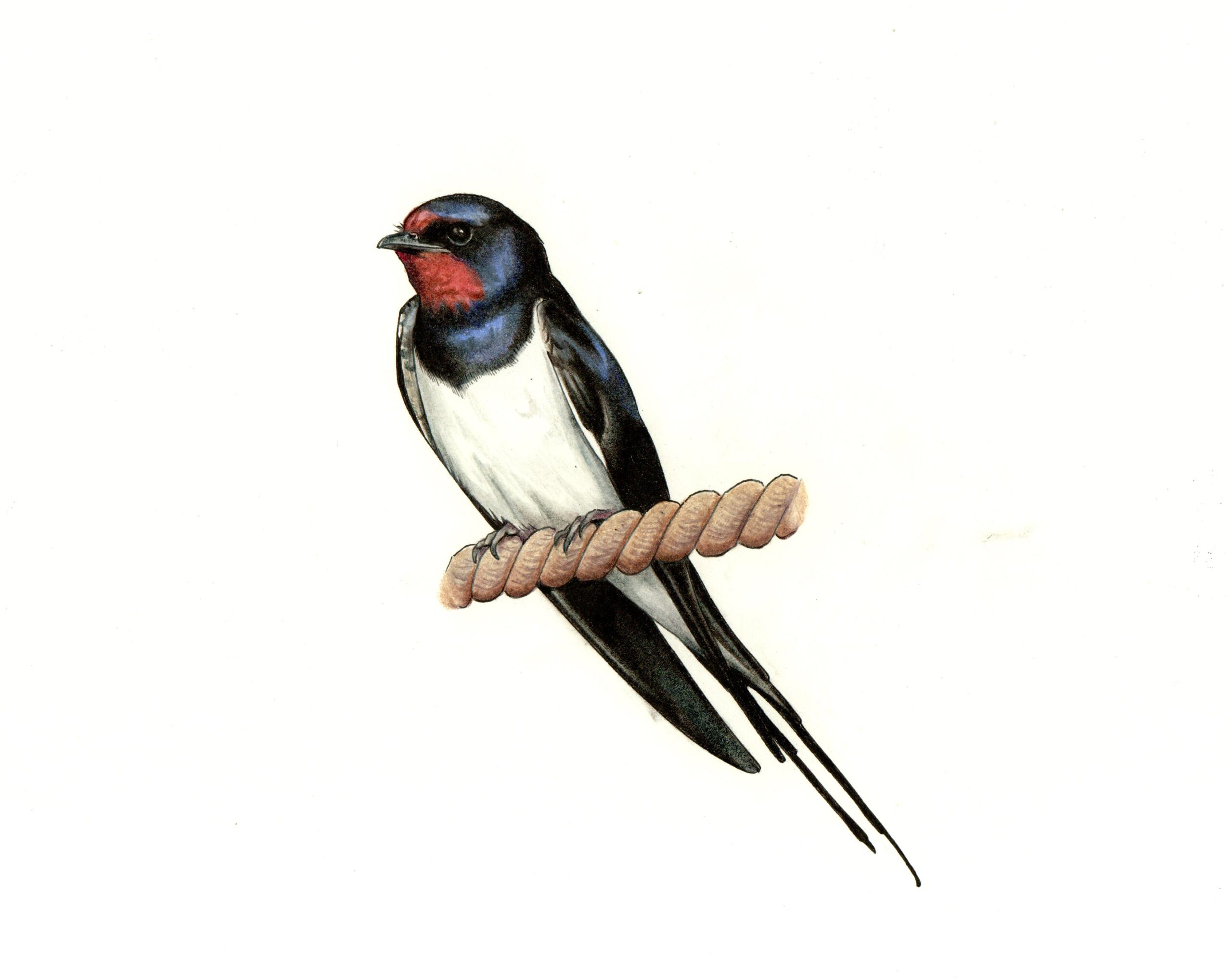 rysunek zaganiacza