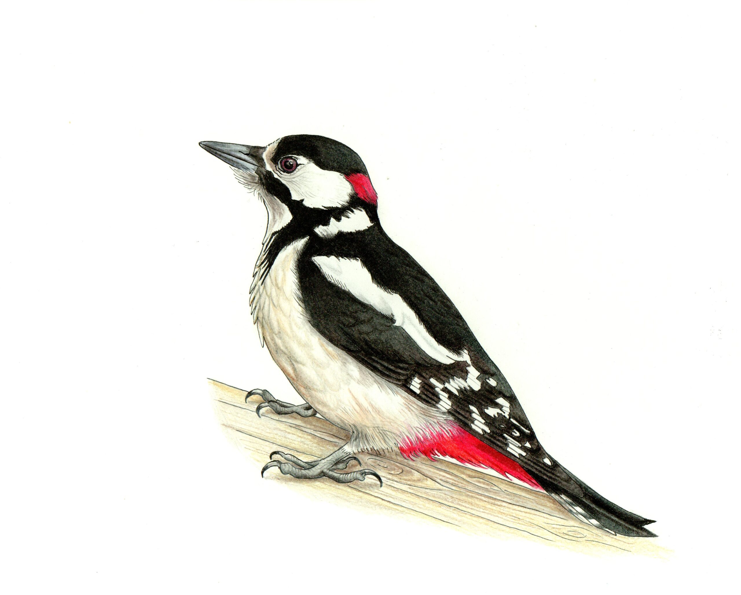 rysunek zaganiacza