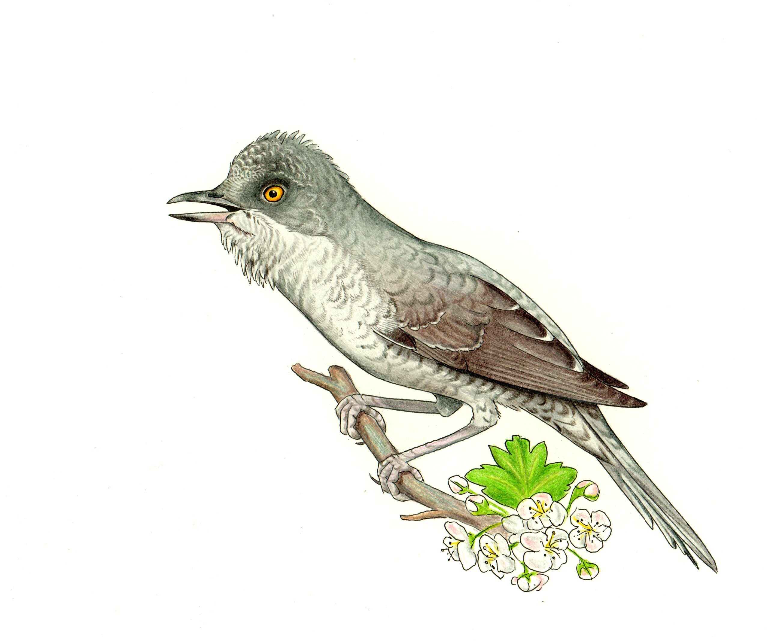 rysunek zaganiacza
