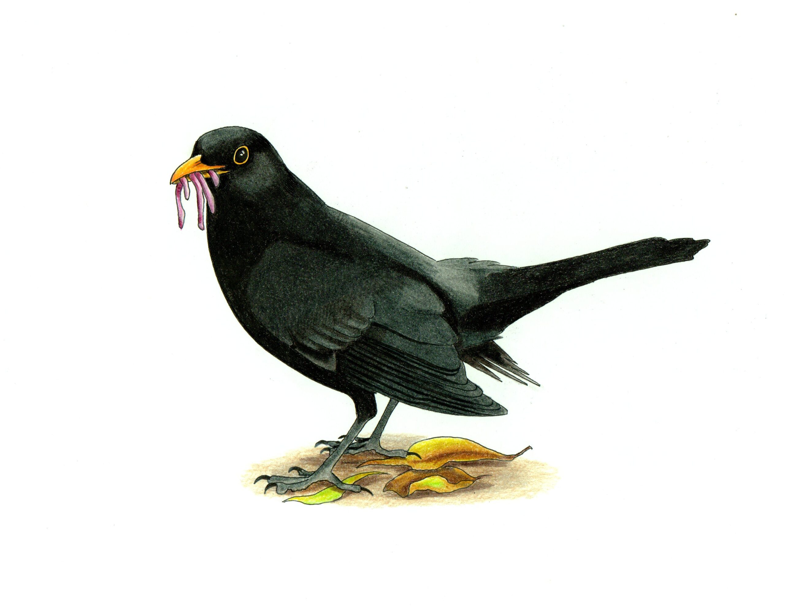 rysunek zięby