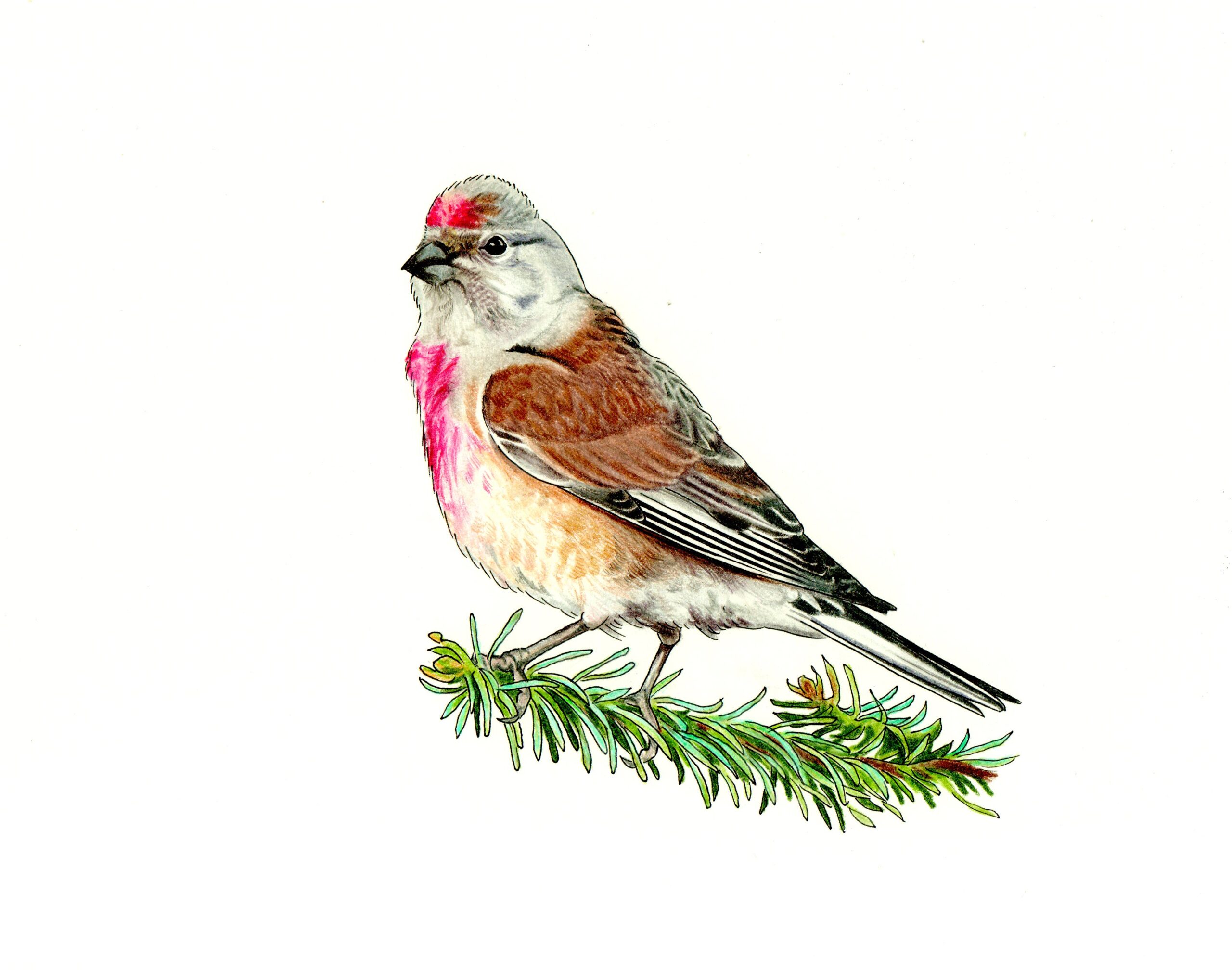 rysunek zaganiacza