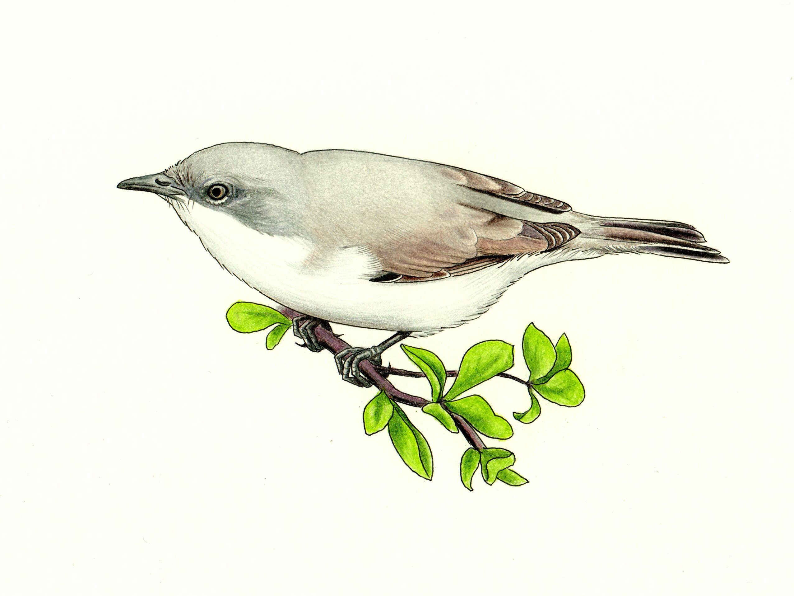 rysunek zaganiacza