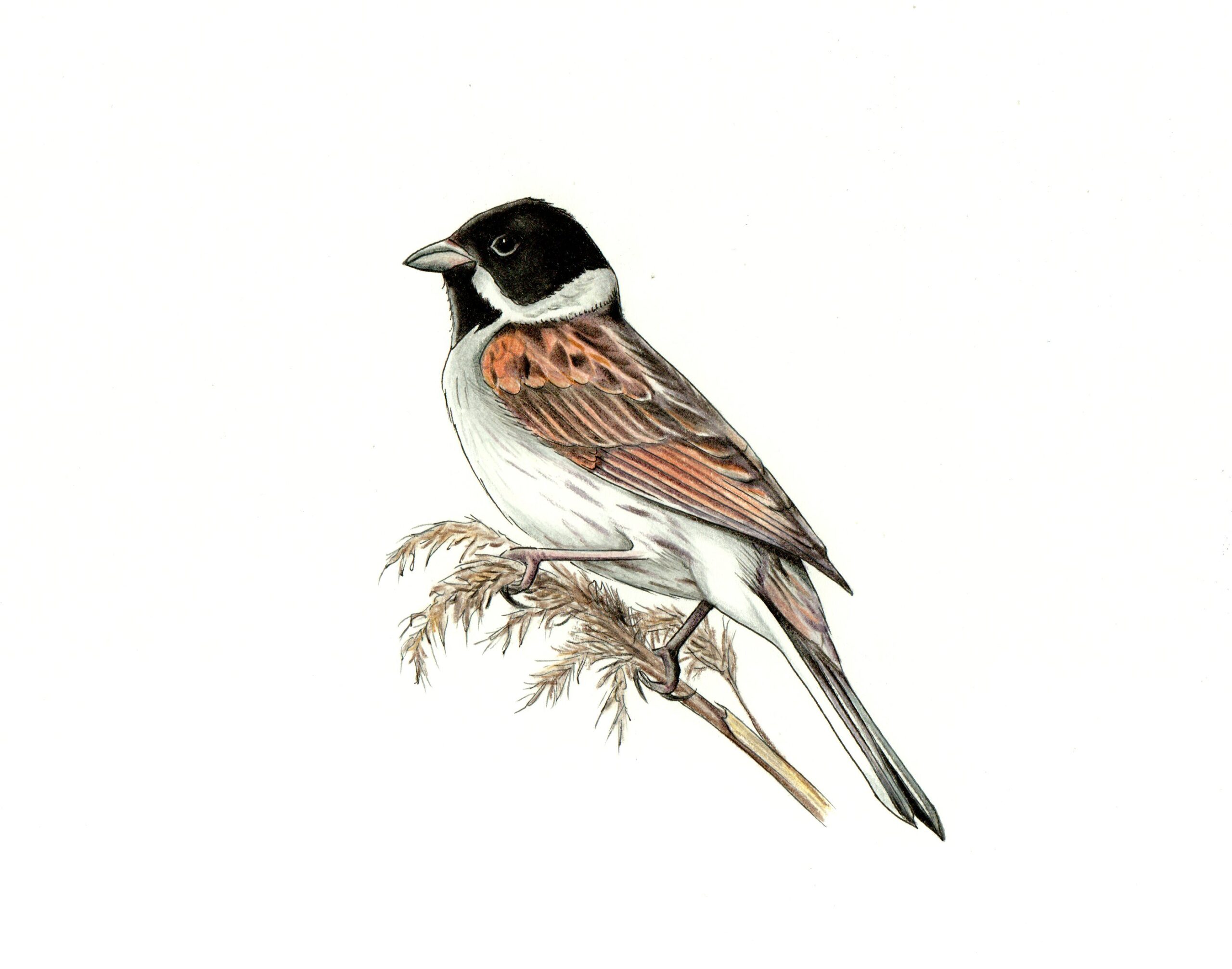 rysunek zaganiacza