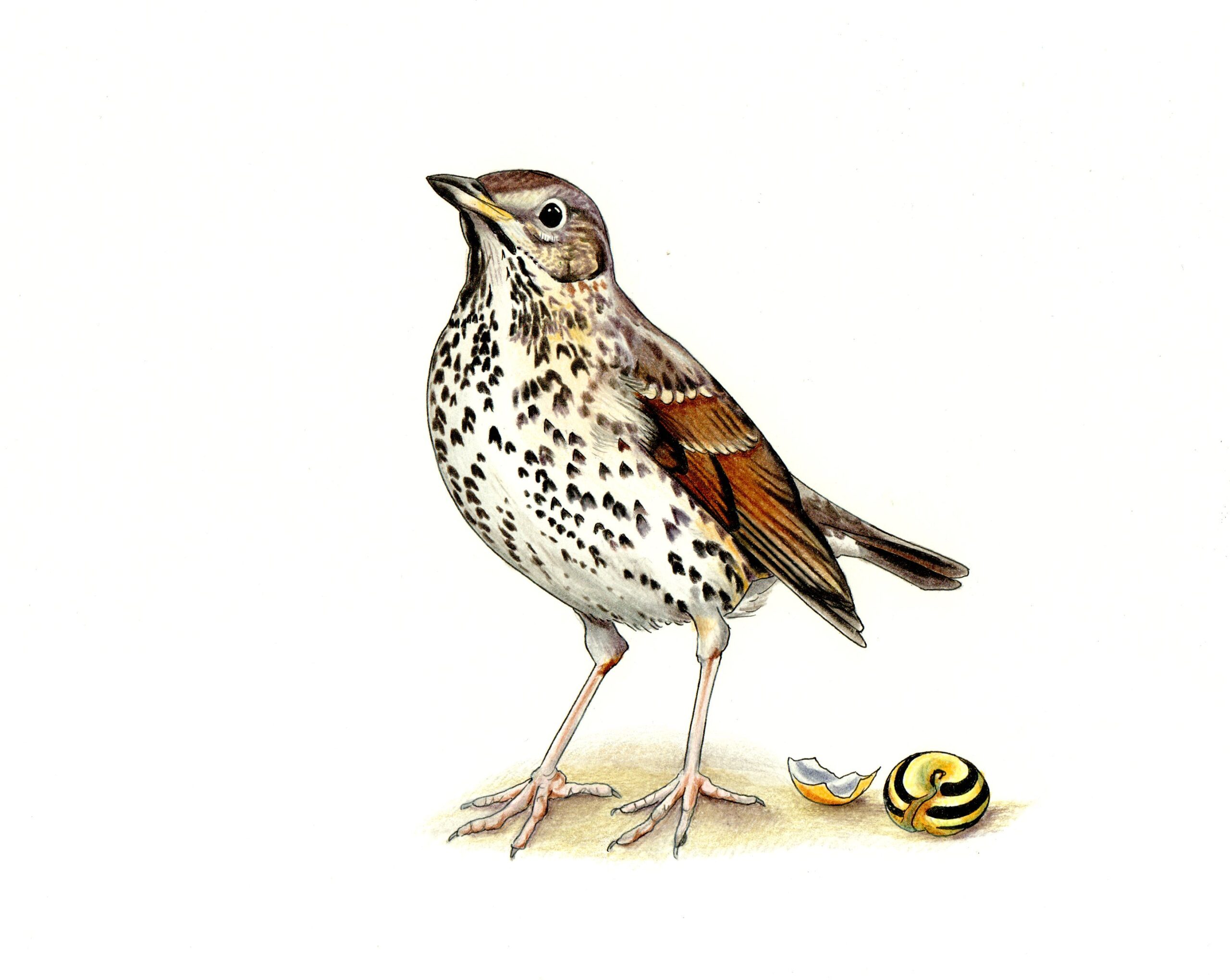 rysunek zaganiacza