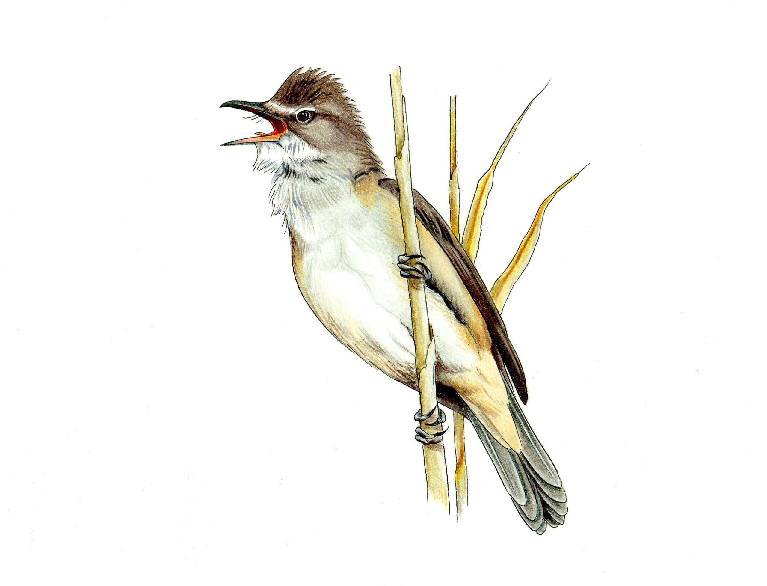 rysunek zaganiacza