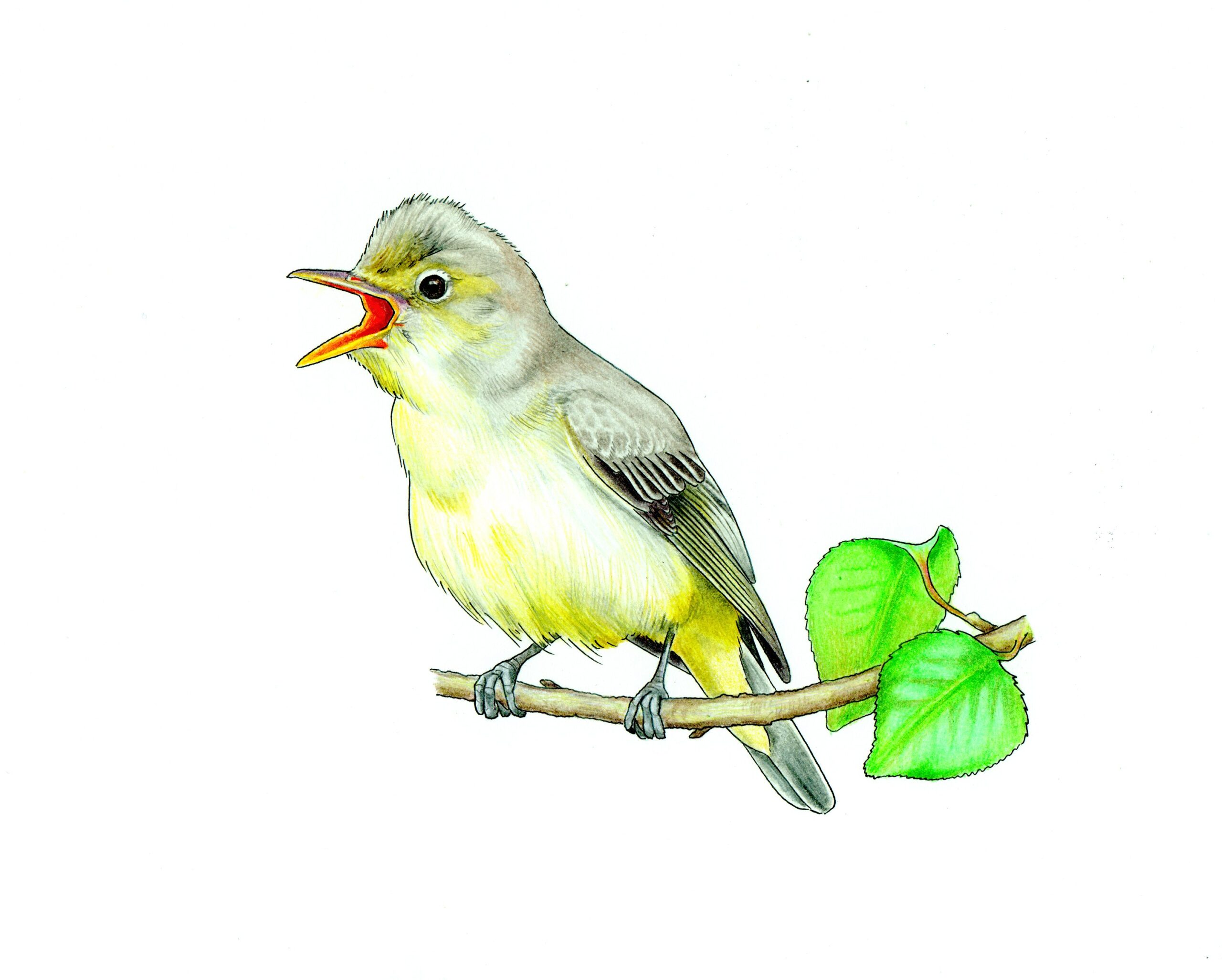rysunek zaganiacza